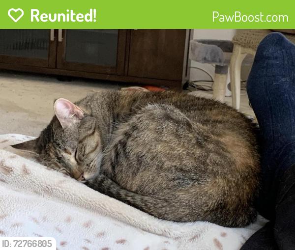 Reunited Female Cat last seen Chittam Dr & Fountain Park Dr, Euless, TX 76039
