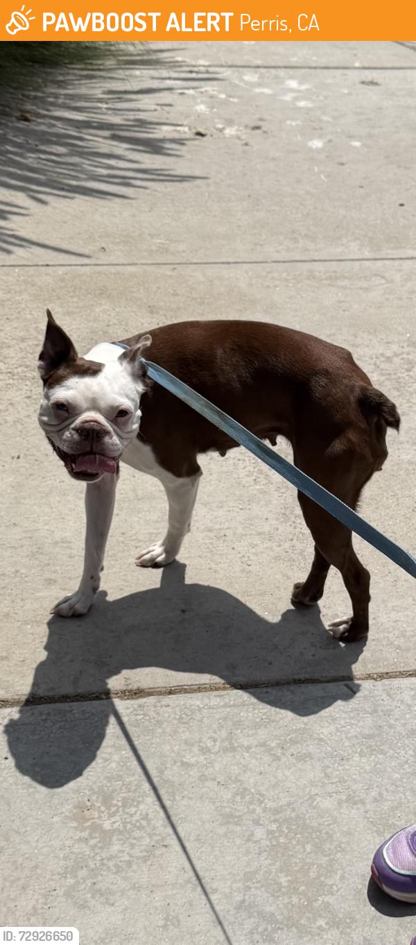 Found/Stray Female Dog last seen Orange Ave / Perris Blvd, Perris, CA 92571