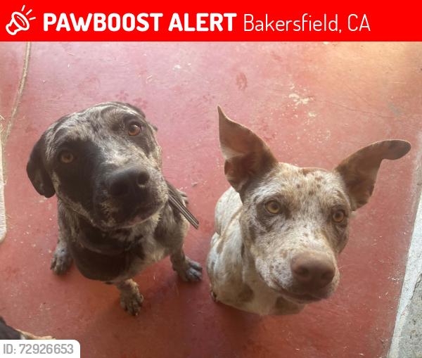 Lost Male Dog last seen Appaloosa , Bakersfield, CA 93312