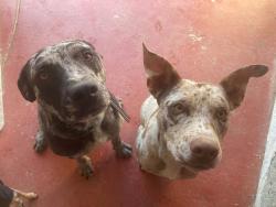 Lost Male Dog last seen Appaloosa , Bakersfield, CA 93312