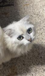 Reunited Male Cat last seen Near Cape Royal Dr, Cypress, TX 77433, USA, Cypress, TX 77433