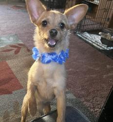 Reunited Male Dog last seen Mercury apmts , Tempe, AZ 85282