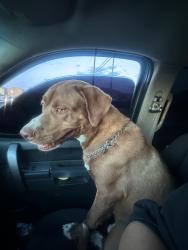Found/Stray Male Dog last seen En la calle principal lo encontraron casi lo atropella un carro , Las Vegas, NV 89110