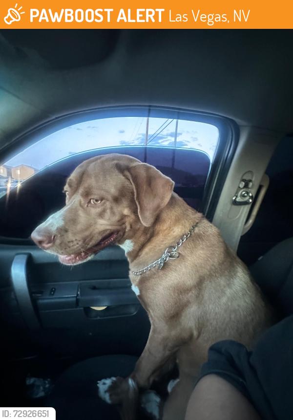 Found/Stray Male Dog last seen En la calle principal lo encontraron casi lo atropella un carro , Las Vegas, NV 89110