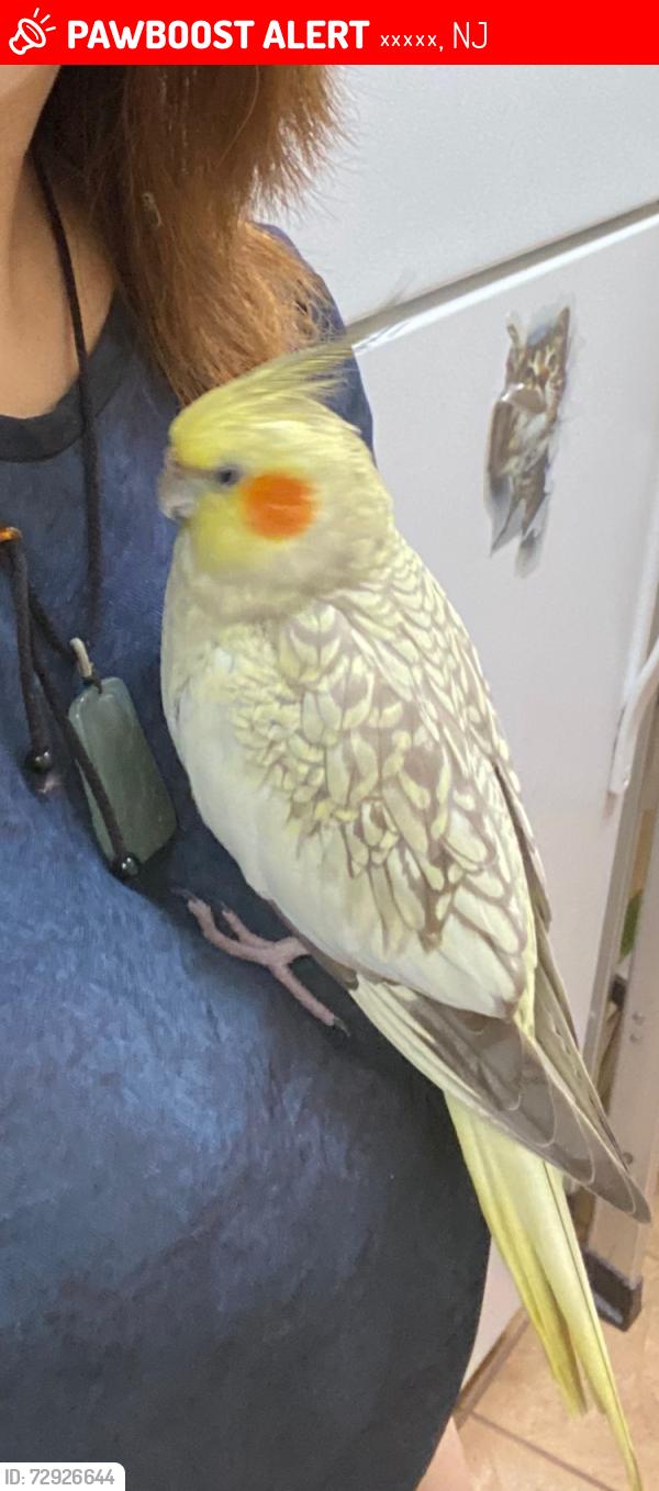 Lost Female Bird last seen thorckmroton st and main st, 弗里霍尔德, NJ 07728