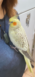 Lost Female Bird last seen thorckmroton st and main st, 弗里霍尔德, NJ 07728