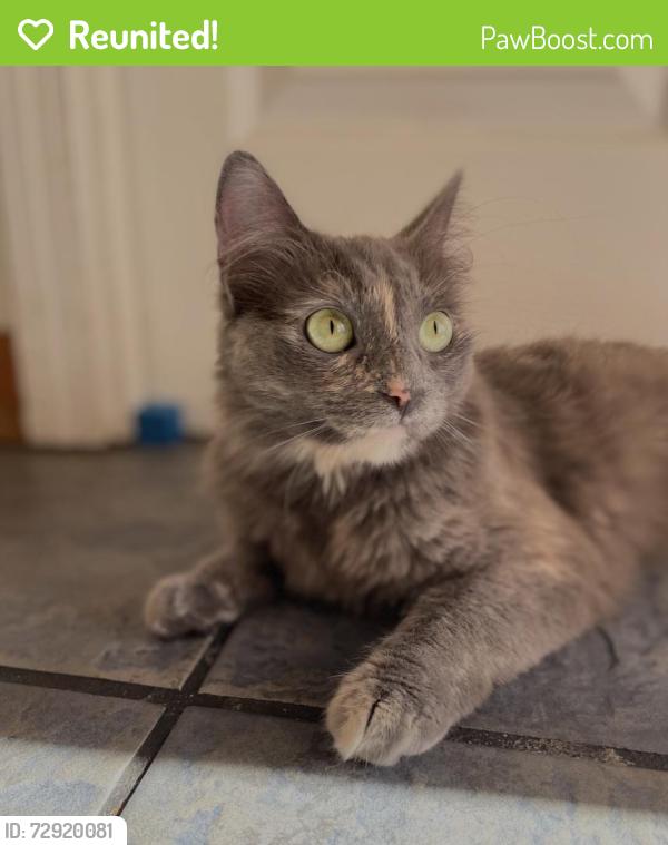 Reunited Female Cat last seen Pictor court, Sacramento, CA 95828