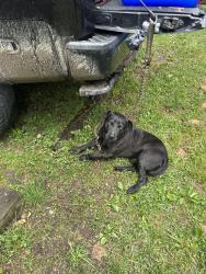 Found/Stray Male Dog last seen North mills River campground , Mills River, NC 28759