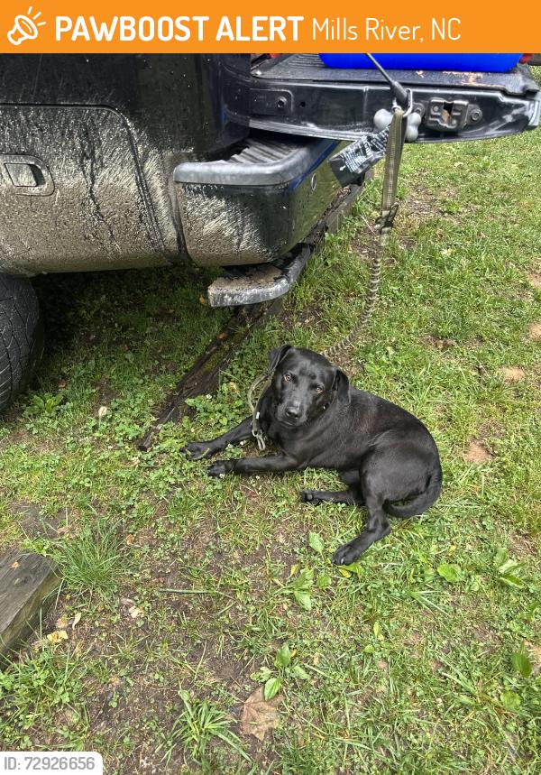 Found/Stray Male Dog last seen North mills River campground , Mills River, NC 28759