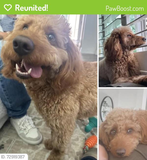Reunited Female Dog last seen Valley View & Orange Ave, Cypress, CA 90630