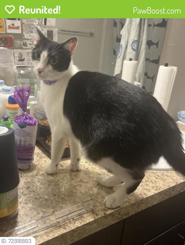 Reunited Female Cat last seen Alafaya Trail, LARK CENTRAL FLORIDA, Orlando, FL 32826