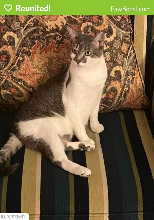 Reunited Male Cat last seen Hardesty Regional Library, Tulsa, OK 74133