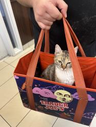 Found/Stray Female Cat last seen Sunset Park, Las Vegas, NV 89120