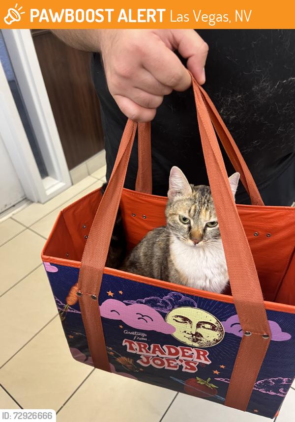Found/Stray Female Cat last seen Sunset Park, Las Vegas, NV 89120