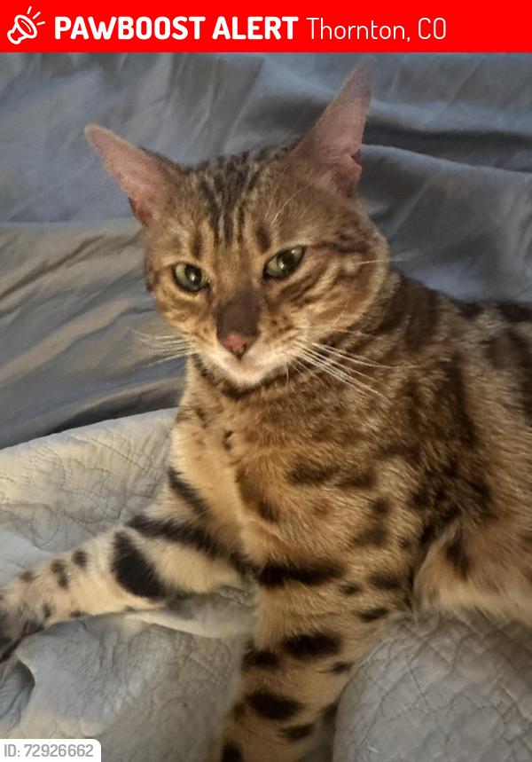 Lost Male Cat last seen Magnolia Ridge apmts , Thornton, CO 80241