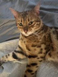 Lost Male Cat last seen Magnolia Ridge apmts , Thornton, CO 80241