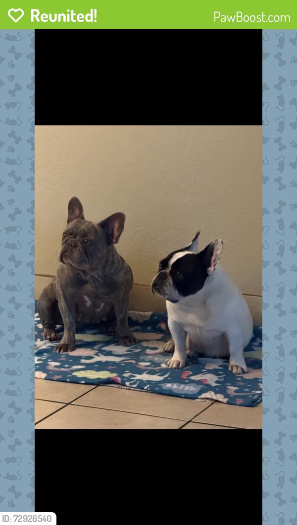 Reunited Unknown Dog last seen Ashlan and Fowler , Clovis, CA 93611