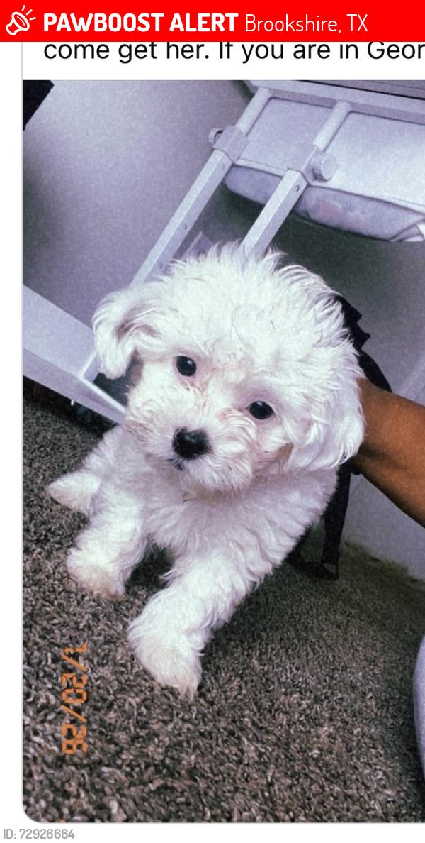 Lost Female Dog last seen Blue stem , Brookshire, TX 77423
