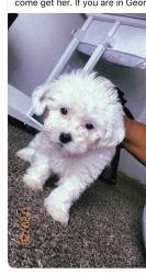 Lost Female Dog last seen Blue stem , Brookshire, TX 77423
