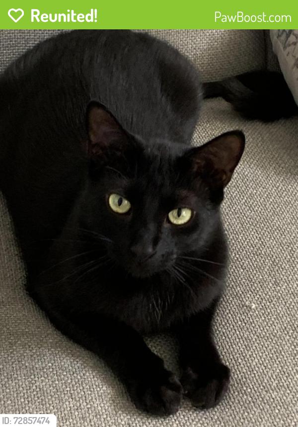 Reunited Male Cat last seen Wexford and Omaha , Palm Harbor, FL 34683