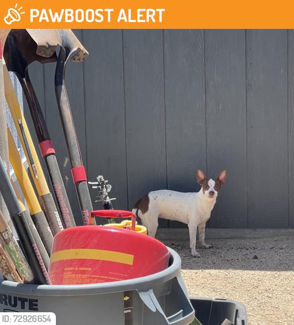 Found/Stray Unknown Dog last seen I-10 / Chiriaco Rd, Chiriaco Summit, CA 92201
