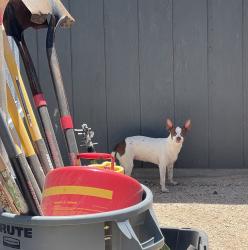 Found/Stray Unknown Dog last seen I-10 / Chiriaco Rd, Chiriaco Summit, CA 92201