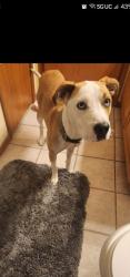 Reunited Female Dog last seen Stanton and Triviz, Las Cruces, NM 88001