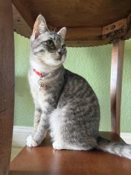 Lost Female Cat last seen Prewett Ranch Drive and Mesa Ridge Drive, Antioch, CA 94531