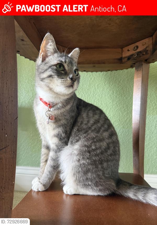 Lost Female Cat last seen Prewett Ranch Drive and Mesa Ridge Drive, Antioch, CA 94531