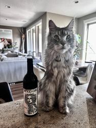 Lost Male Cat last seen 173rd ter and barrows rd. , Beaverton, OR 97007