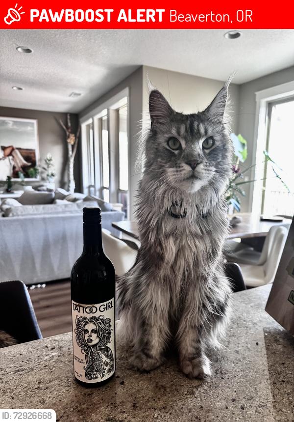 Lost Male Cat last seen 173rd ter and barrows rd. , Beaverton, OR 97007