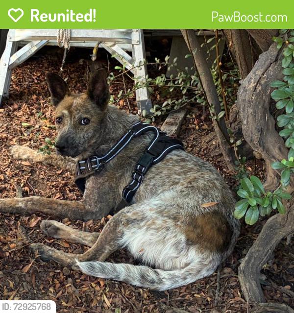 Reunited Unknown Dog last seen Near block e 18th St tucson 85711 swan and 18th, Tucson, AZ 85711