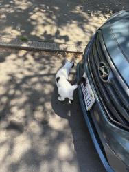 Found/Stray Unknown Cat last seen Gladys Street, San Francisco, CA 94110