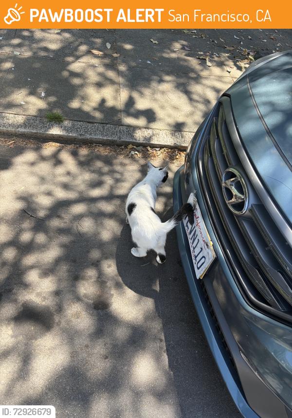 Found/Stray Unknown Cat last seen Gladys Street, San Francisco, CA 94110