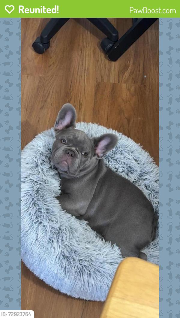 Reunited Male Dog last seen Cascades Ave, Yorba Linda, CA, USA, Yorba Linda, CA 92871