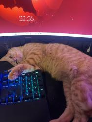 Lost Male Cat last seen Near tulip ln Levittown PA, Levittown, PA 19054
