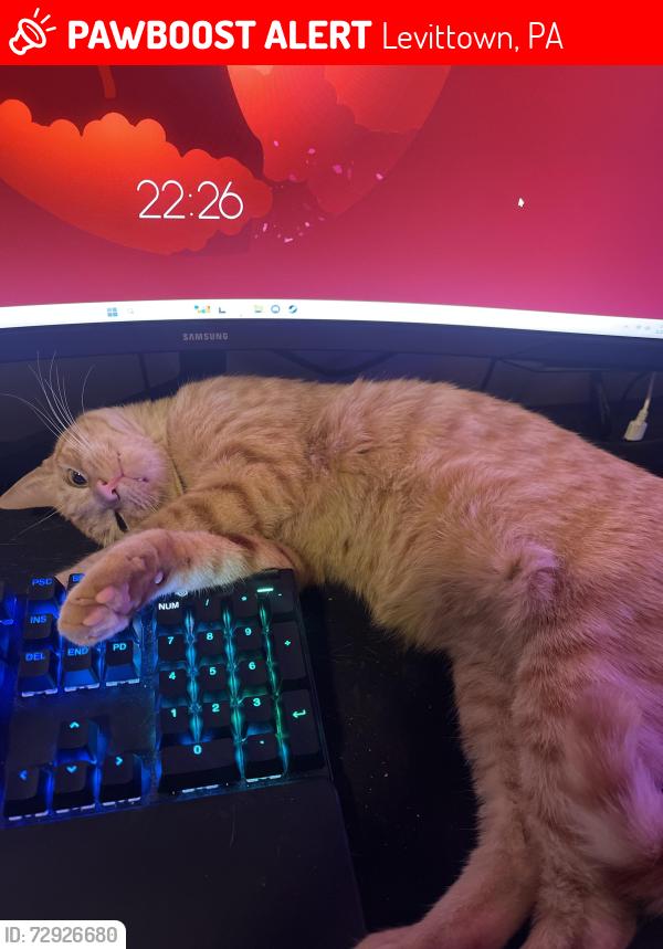 Lost Male Cat last seen Near tulip ln Levittown PA, Levittown, PA 19054