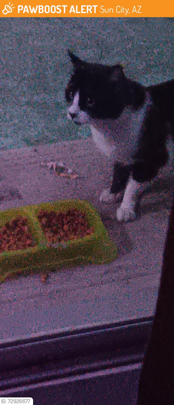 Found/Stray Unknown Cat last seen 106th ave and Peoria ave, Sun City, AZ 85351