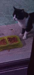 Found/Stray Unknown Cat last seen 106th ave and Peoria ave, Sun City, AZ 85351