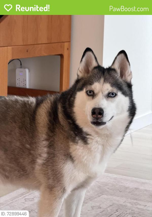 Reunited Female Dog last seen Market of Choice, Hillsboro, OR 97123