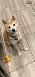 Reunited Female Dog last seen Near ne fourth ave , Fort Lauderdale, FL 33334