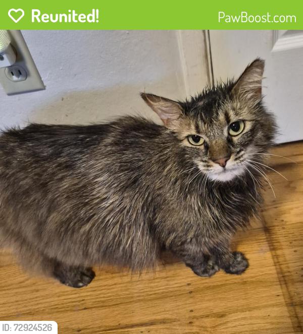 Reunited Unknown Cat last seen Dial Way, San Jose, CA 95129