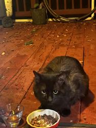 Found/Stray Female Cat last seen Forest Drive & Quiet Waters Place, Annapolis, MD 21403