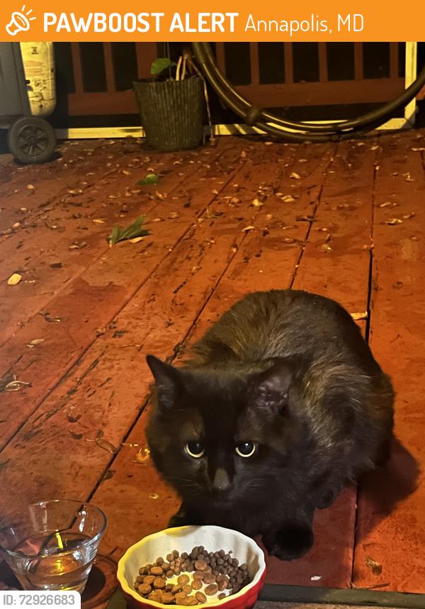 Found/Stray Female Cat last seen Forest Drive & Quiet Waters Place, Annapolis, MD 21403