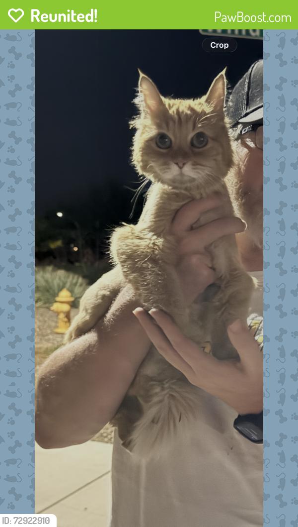 Reunited Female Cat last seen Ganzel and Combs , Queen Creek, AZ 85140