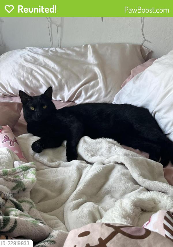 Reunited Male Cat last seen Lost on Fox Crest Way, Midlothian VA, Midlothian, VA 23112