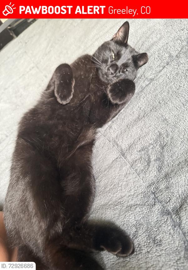 Lost Male Cat last seen 11th ave, Greeley, CO 80631