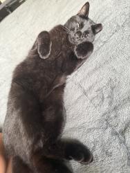 Lost Male Cat last seen 11th ave, Greeley, CO 80631