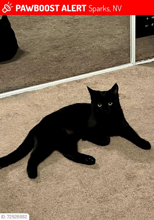 Lost Female Cat last seen Nugget Ave and McCartney blvd, Sparks, NV 89431