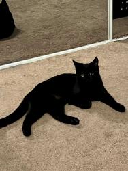 Lost Female Cat last seen Nugget Ave and McCartney blvd, Sparks, NV 89431